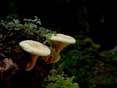 thumbnail of your picture 28