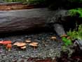 thumbnail of your picture 29