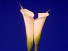 thumbnail of your picture 6
