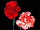 thumbnail of your picture 4