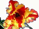 thumbnail of your picture 7
