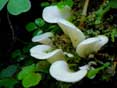 thumbnail of your picture 30