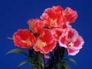 thumbnail of your picture 10