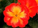 thumbnail of your picture 21