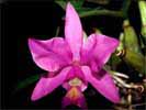 thumbnail of your picture 1