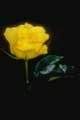 thumbnail of your picture 17