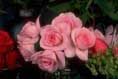 thumbnail of your picture 14