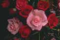 thumbnail of your picture 24