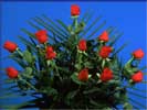 thumbnail of your picture 8