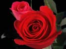 thumbnail of your picture 2