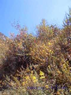CANTAHUAMANTANGA07 