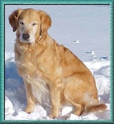 Golden Retriever