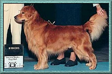 Golden Retriever