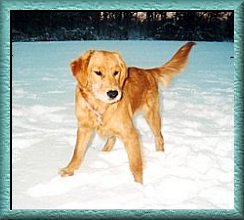 Golden Retriever