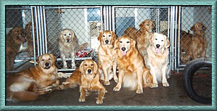 Golden Retriever