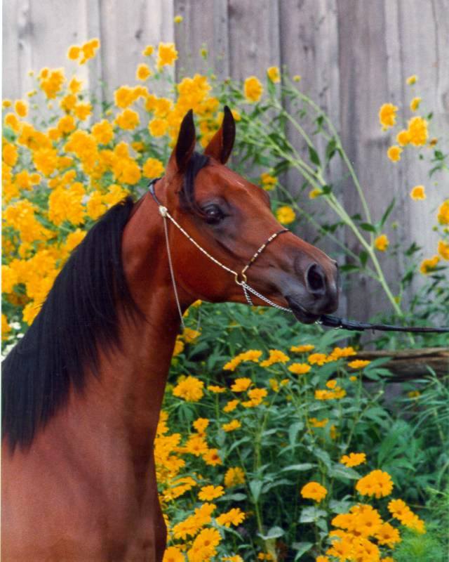 © Rideufield Farm