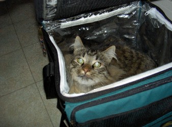 Max has taken to living in our fold-up cooler. He alternates between sleeping in here and using it as a handy blind for hunting humans, as you'll see in the next photo.