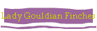 Lady Gouldian Finches