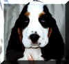 guesspuppy.jpg (37331 octets)