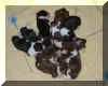 olivepuppies.jpg (97370 octets)