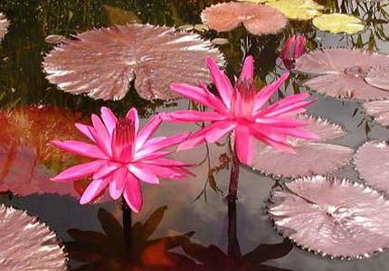 Water Lilies