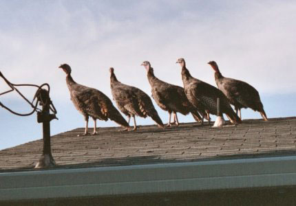 Wild Turkeys