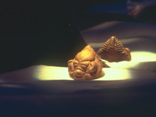Contest 4 GOLDEN SLIPPERS