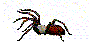 clipart_animals_spiders_014.gif (26868 bytes)