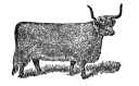 heelandcoo.jpg (2249 bytes)