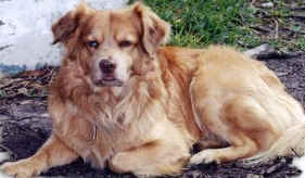 red-dog.jpg (29322 bytes)