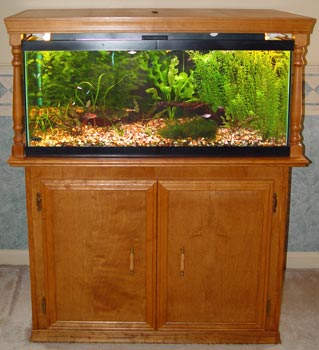 40 gallon breeder fish tank