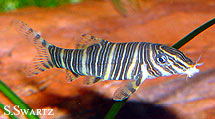 botia striata
