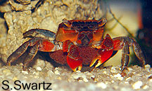 red claw crab with eggs