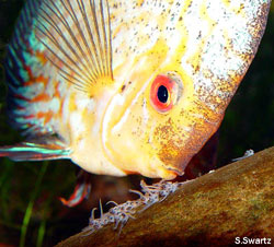 pigeon blood discus wigglers