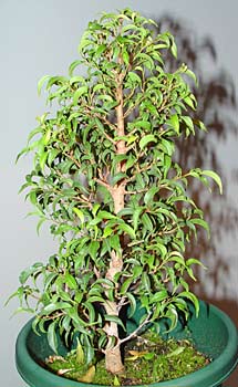 ficus bonsai