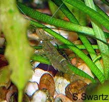 ghost shrimp