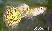 fancy guppy