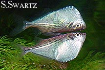 Gasteropelecus Sternicla