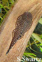 hill stream loach