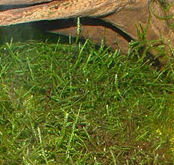 java moss