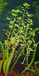 ludwigia repens