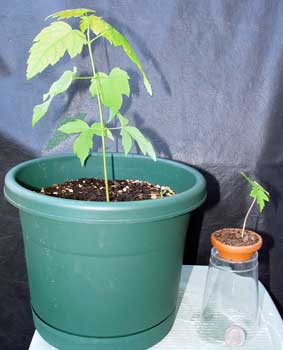maple bonsai