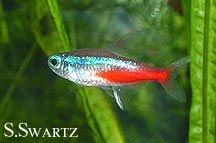 neon tetra care