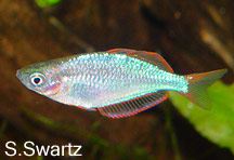 Melanotaenia praecox, neon blue rainbow fish care