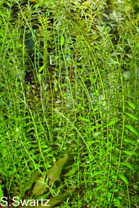 rotala