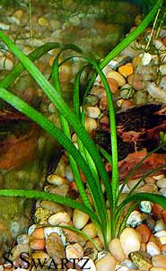 Sagittaria subulata
