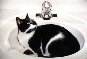 Spike, clean cat