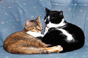Spike and Ginger, love cats