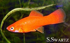 velevt swordtail, swordtail care