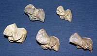 Brachiopod fossils